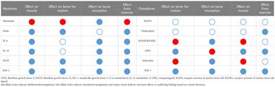 Crosstalk between bone and muscle in chronic kidney disease